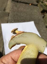 Baorangia bicolor image