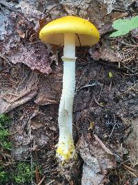 Amanita elongata image