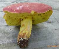 Boletus roodyi image