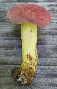 Boletus roodyi image