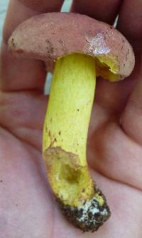 Boletus roodyi image