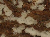 Ceratiomyxa fruticulosa var. fruticulosa image