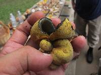 Entonaema liquescens image