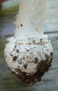 Amanita velatipes image