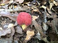 Boletus roodyi image