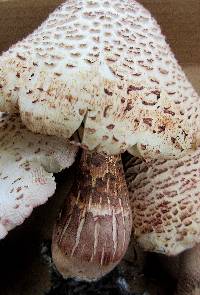 Leucoagaricus americanus image