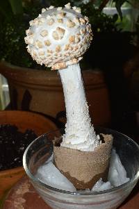 Amanita subcokeri image