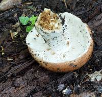 Russula compacta image