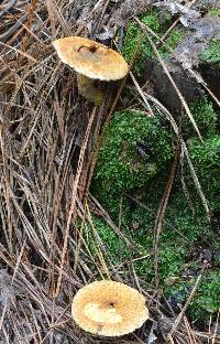 Suillus decipiens image