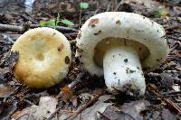 Lactarius allardii image