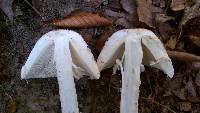 Amanita daucipes image