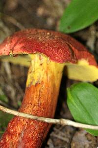 Baorangia bicolor image