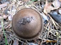 Amanita battarrae image