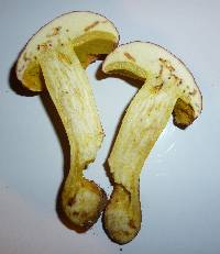 Boletus roodyi image