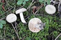 Lactarius gerardii var. subrubescens image