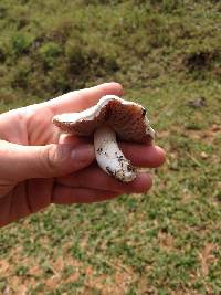 Agaricus andrewii image