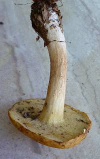 Boletus nobilis image