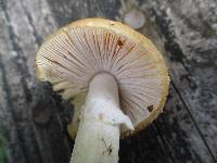 Amanita crenulata image