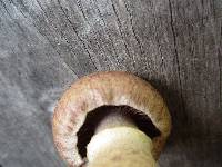 Cortinarius torvus image