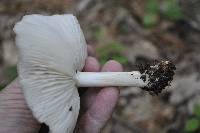 Megacollybia rodmanii image