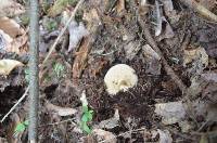 Gyroporus castaneus image