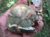 Russula variata image