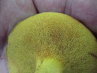 Suillus subaureus image