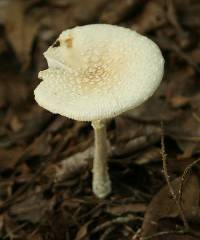 Amanita multisquamosa image