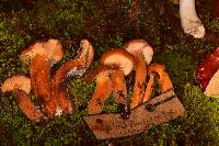 Lactarius volemus image