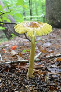 Amanita banningiana image