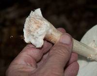 Amanita brunnescens image