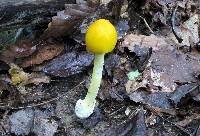 Amanita banningiana image