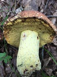 Boletus subluridellus image