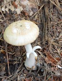 Amanita roseitincta image