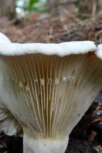 Lactarius subvellereus var. subdistans image