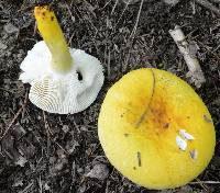 Russula flavida image