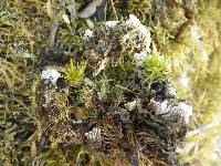 Peltigera horizontalis image