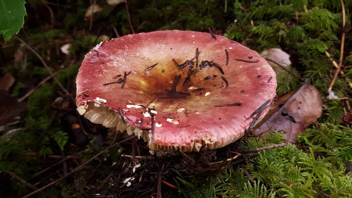 Russula xanthophaea image