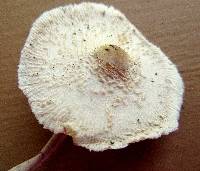 Leucocoprinus cepistipes image