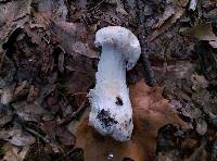 Hypomyces hyalinus image