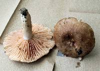 Russula eccentrica image