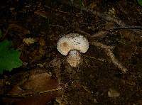 Amanita pseudovolvata image