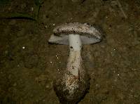 Amanita pseudovolvata image