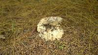 Russula brevipes var. acrior image