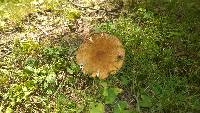 Russula ballouii image