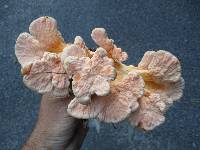 Laetiporus cincinnatus image