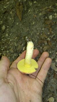Xerocomus hortonii image