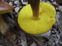 Aureoboletus innixus image