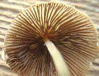 Conocybe apala image