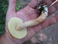 Leccinum longicurvipes image